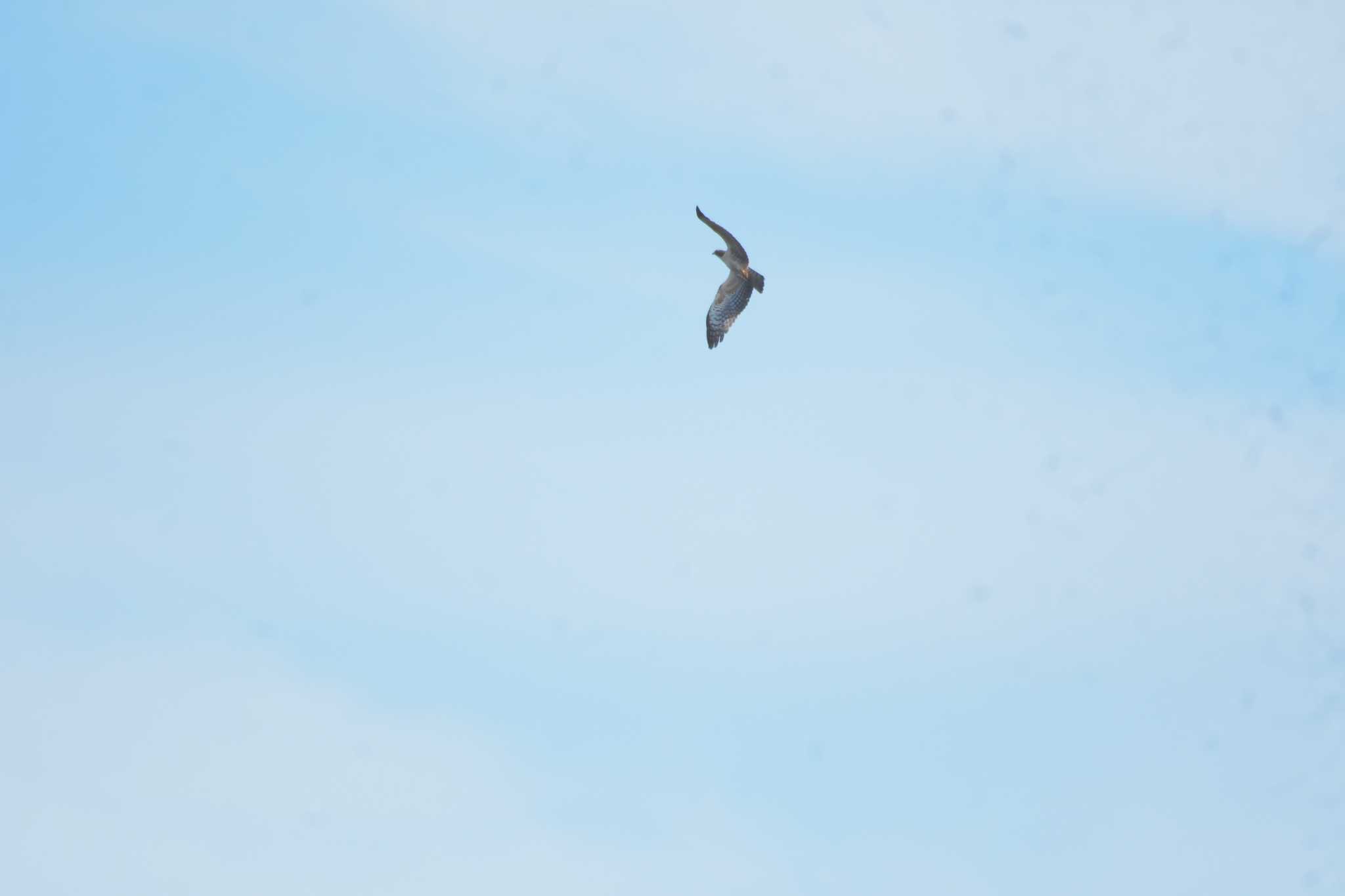 Crested Honey Buzzard