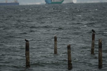 Greater Crested Tern 伊良湖 Sun, 10/1/2023