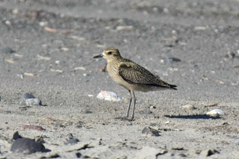 ムナグロ 鵡川海岸 2023年9月24日(日)