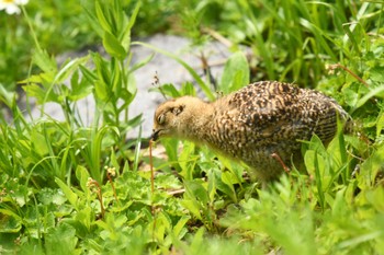 ライチョウ 室堂平 2023年7月22日(土)