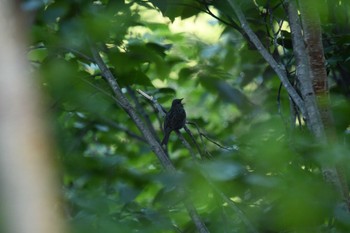 2023年7月23日(日) 弥陀ケ原の野鳥観察記録