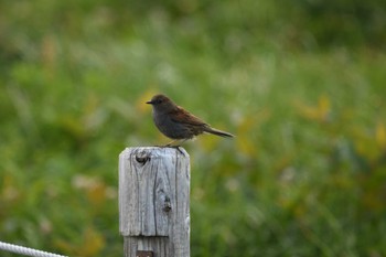 2023年7月23日(日) 室堂平の野鳥観察記録