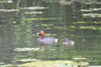 カイツブリ 泉の沼公園(江別市) 2023年7月30日(日)