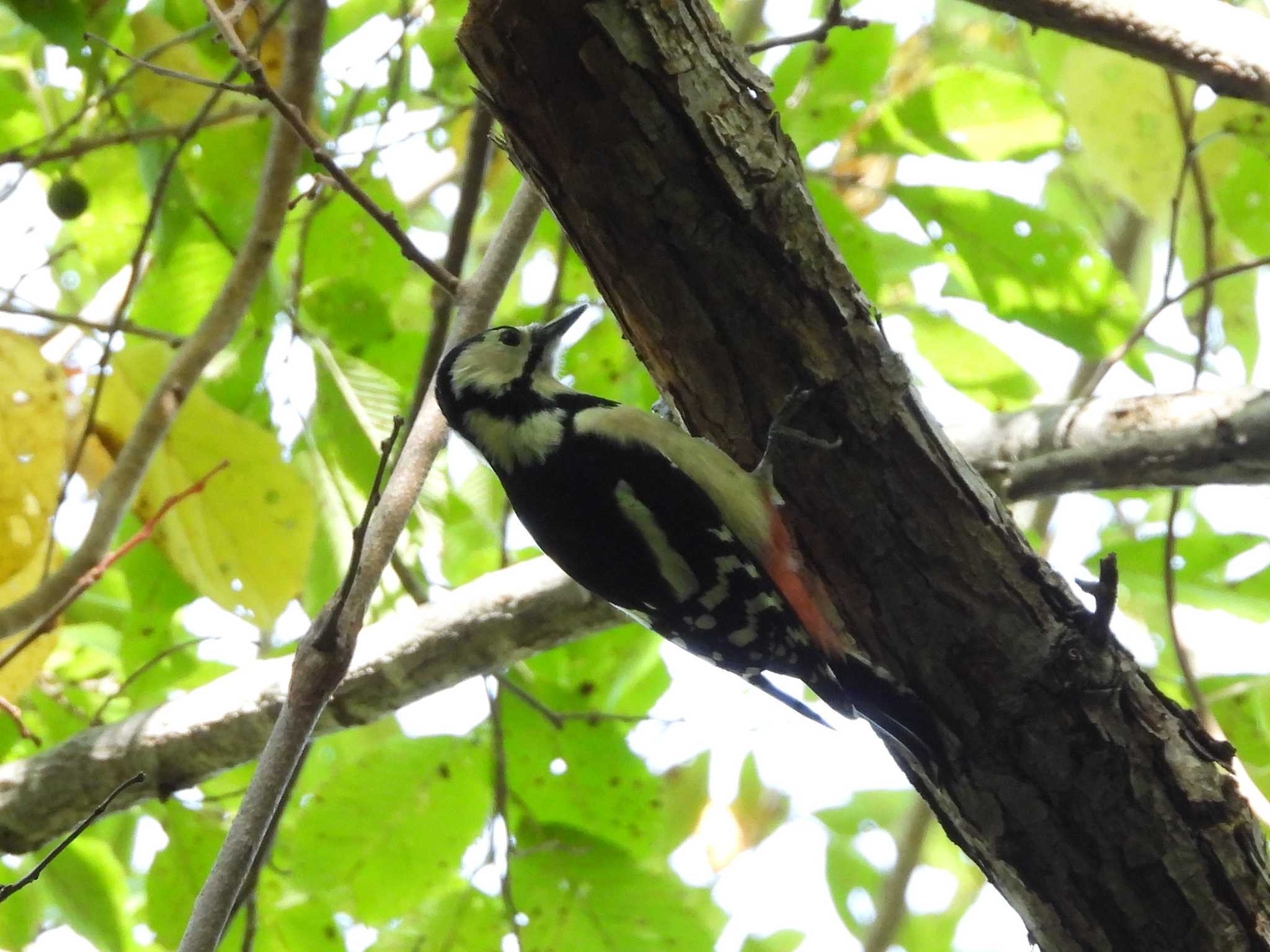 Photo of Great Spotted Woodpecker at Nishioka Park by ゴト