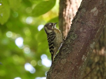 Mon, 10/9/2023 Birding report at Nishioka Park