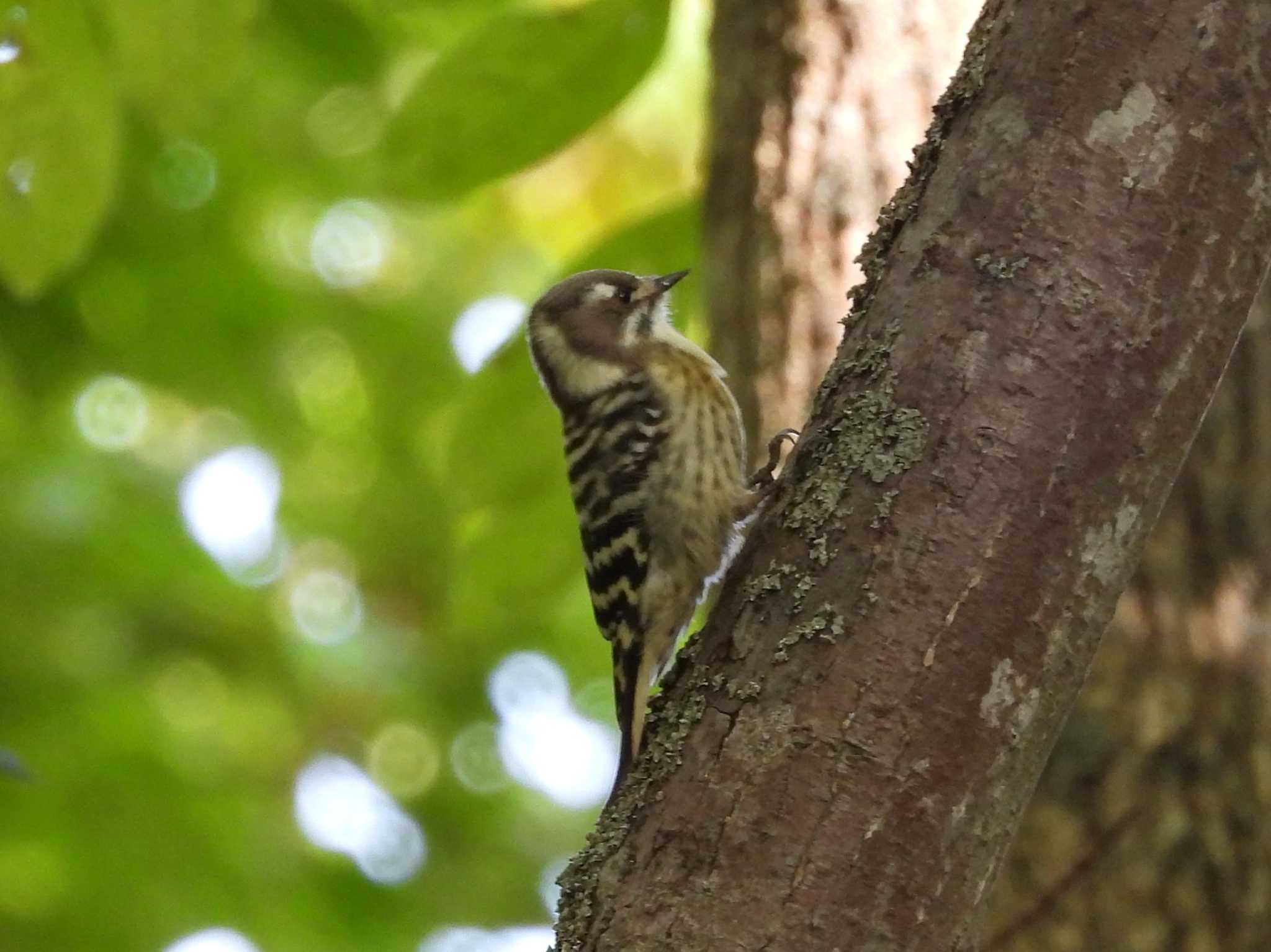 Photo of Japanese Pygmy Woodpecker at Nishioka Park by ゴト