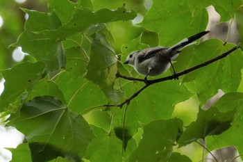 シマエナガ 旭山記念公園 2023年8月19日(土)