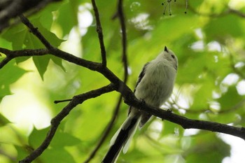 シマエナガ 旭山記念公園 2023年8月19日(土)