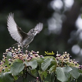 Grey-streaked Flycatcher Unknown Spots Unknown Date