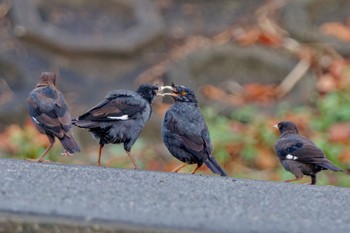 Crested Myna 金井遊水地(金井遊水池) Sun, 10/1/2023