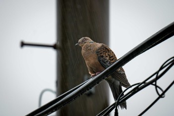 Oriental Turtle Dove 自宅前 Mon, 10/9/2023