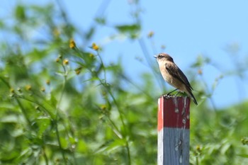 2023年10月7日(土) 狭山湖の野鳥観察記録