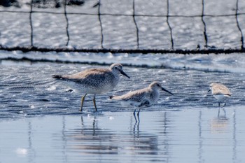 コオバシギ ふなばし三番瀬海浜公園 2023年9月30日(土)