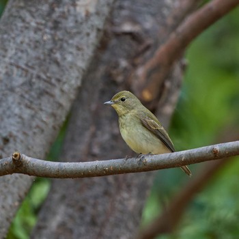 2023年10月9日(月) 大阪城公園の野鳥観察記録