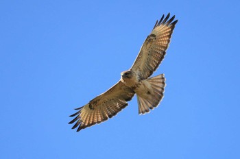 Eastern Buzzard 北海道　函館市　函館空港 Mon, 10/9/2023