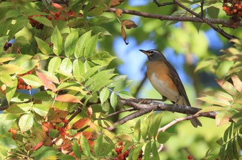 Eyebrowed Thrush 北海道 函館市 東山 Mon, 10/9/2023