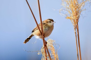 Zitting Cisticola 熊谷市 Sun, 1/16/2022