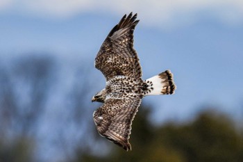 Rough-legged Buzzard 熊谷市 Sat, 1/15/2022