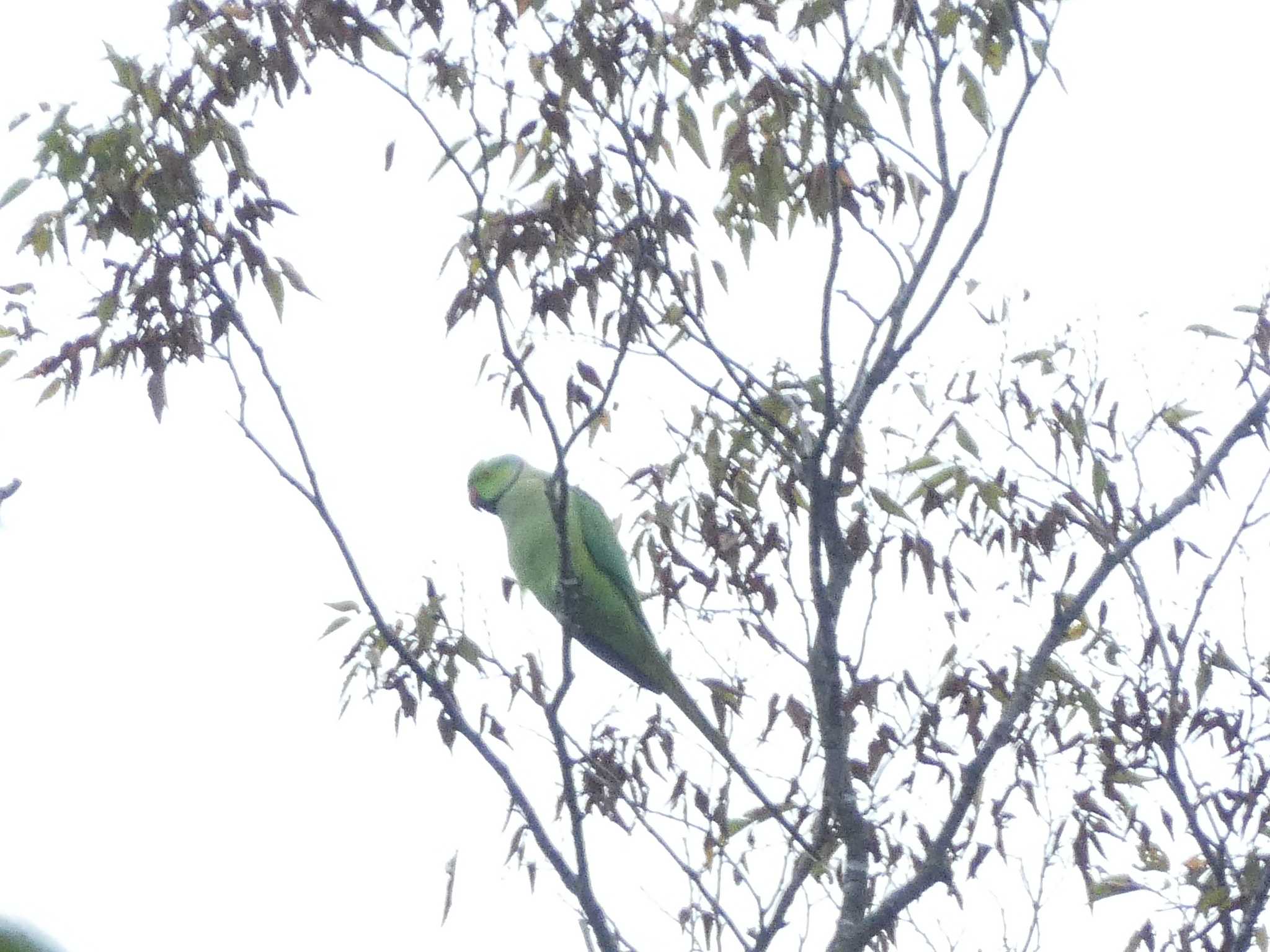 Photo of Rose-ringed Parakeet at 境川(境橋付近) by Kozakuraband