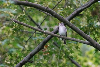 Asian Brown Flycatcher Kyoto Gyoen Mon, 10/9/2023