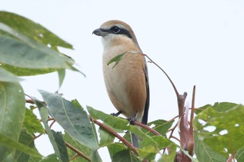 Bull-headed Shrike 河川環境楽園 Mon, 10/9/2023