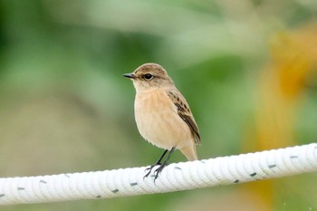 Amur Stonechat 河川環境楽園 Mon, 10/9/2023