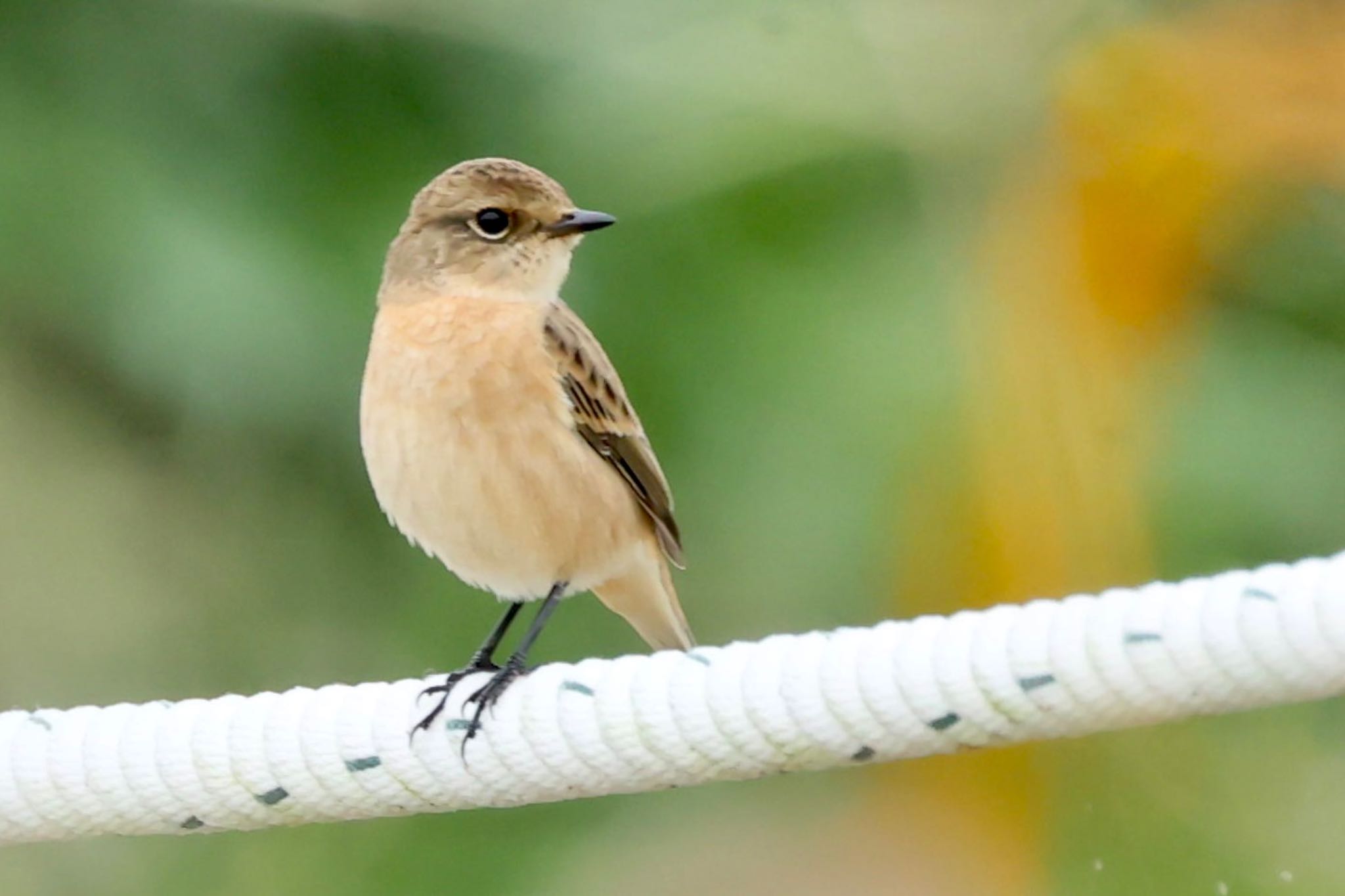 Photo of Amur Stonechat at 河川環境楽園 by トシさん