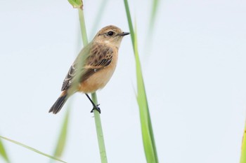 Amur Stonechat 河川環境楽園 Mon, 10/9/2023