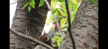 Japanese Pygmy Woodpecker Maioka Park Sun, 10/8/2023