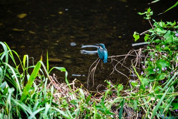 Common Kingfisher 柏尾川 Sun, 10/8/2023