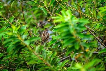 Eurasian Tree Sparrow 柏尾川 Sun, 10/8/2023