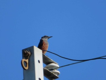 Blue Rock Thrush 近所の池(の近く) Wed, 10/26/2022