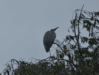 Sat, 9/22/2018 Birding report at 境川(境橋付近)