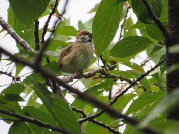 Eurasian Tree Sparrow 近所 Mon, 10/10/2022