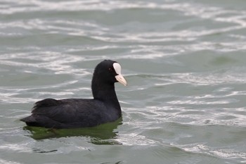 Eurasian Coot 大濠公園 Mon, 10/9/2023