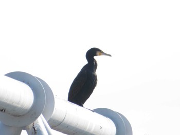 Great Cormorant 近くの川 Wed, 11/16/2022