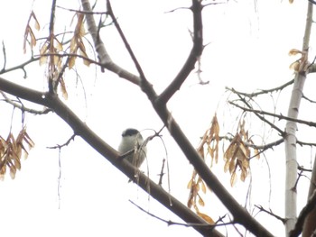 Long-tailed Tit 近所 Wed, 11/23/2022