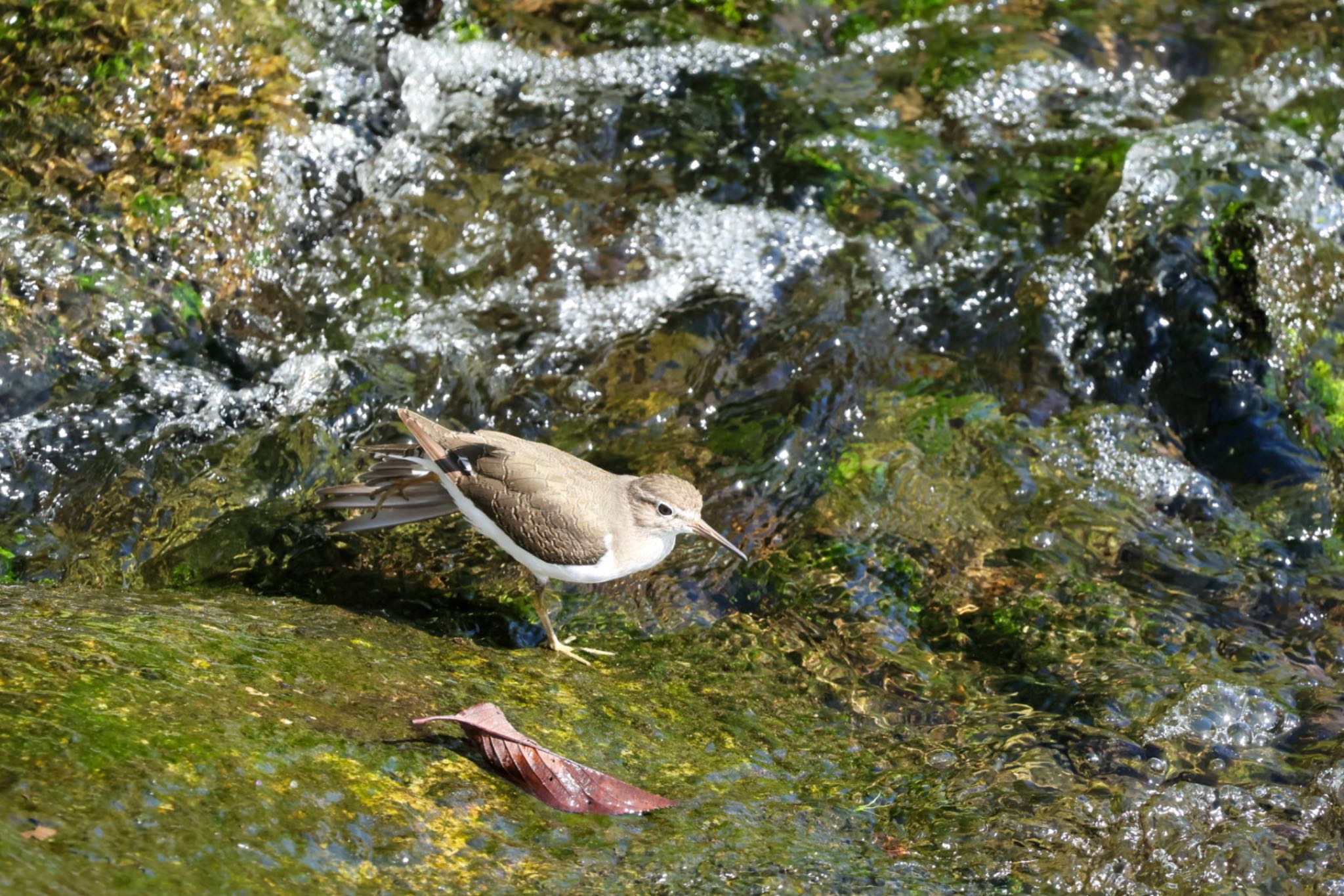 Photo of Common Sandpiper at 横浜市 by Allium