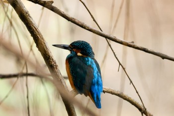 Common Kingfisher 横浜市 Sat, 10/7/2023