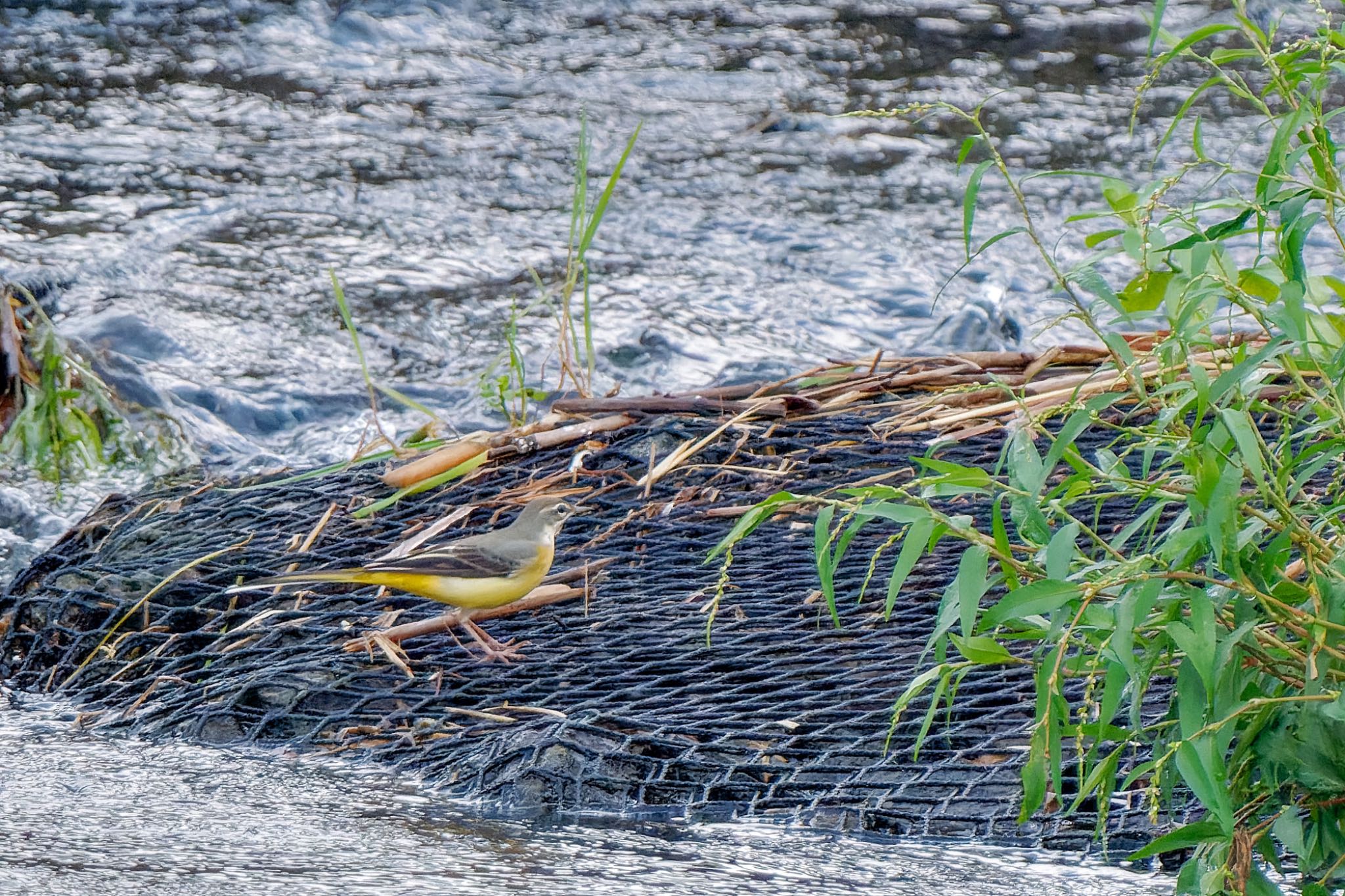 Grey Wagtail