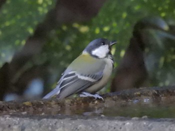 2023年10月6日(金) 京都御苑の野鳥観察記録