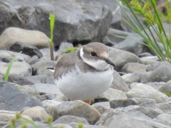 2023年10月9日(月) 鴨川の野鳥観察記録