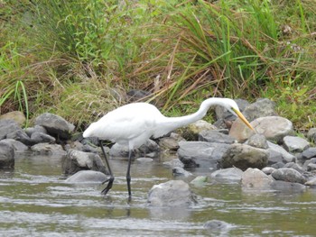 Great Egret(modesta)  鴨川 Mon, 10/9/2023