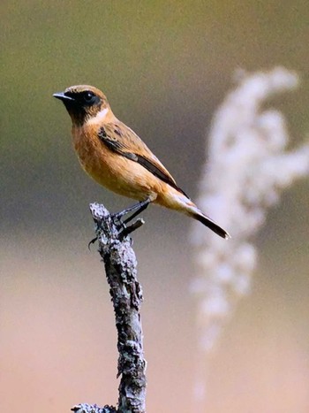 Sun, 10/8/2023 Birding report at Senjogahara Marshland