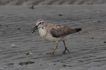 オバシギ ふなばし三番瀬海浜公園 2023年10月8日(日)