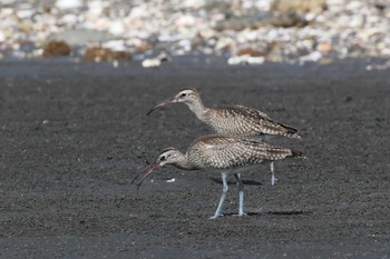 2023年10月8日(日) ふなばし三番瀬海浜公園の野鳥観察記録