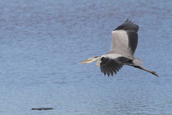 2018年9月22日(土) 五主海岸の野鳥観察記録