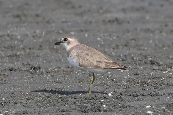 メダイチドリ ふなばし三番瀬海浜公園 2023年10月8日(日)