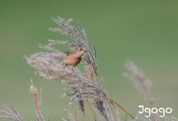 Amur Stonechat Kirigamine Highland Fri, 9/29/2023