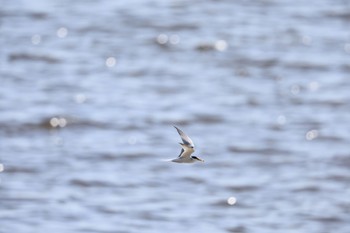 Little Tern 甲子園浜(兵庫県西宮市) Sun, 5/21/2023